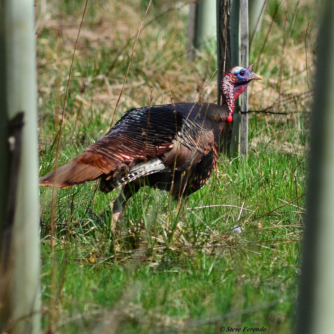 "Natural World" Through My Camera Eastern Wild Turkeys